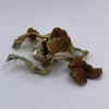 Bulk Amazon Mushroom