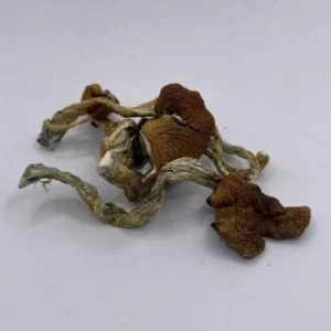 Bulk Amazon Mushroom