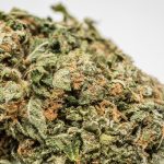 Buy Bruce Banner Kush