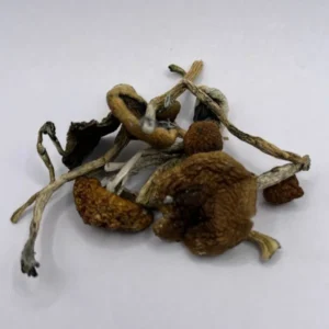 Bulk Malabar Mushroom