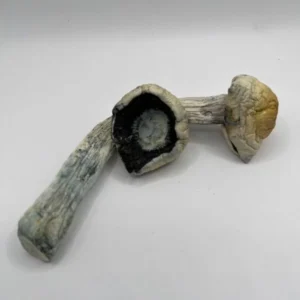 Bulk Penis Envy Mushrooms