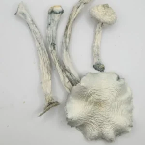 Bulk Albino Zilla Mushroom