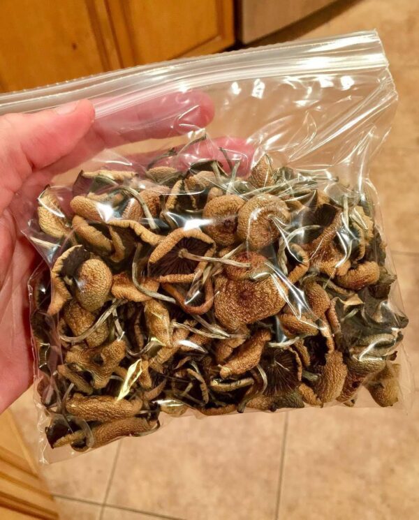 Magic Shrooms