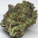 Buy Cat Piss Kush