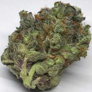 Buy Cat Piss Kush